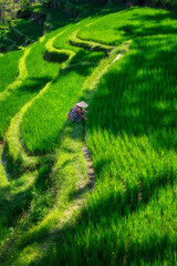 Aerial view of woman farmer that attends lush green rice terraces, showcase intricate patterns found in nature, highlighting serene agricultural scene that captivates the viewer, Ubud, Bali, Indonesia
