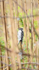 Downy Woodpecker