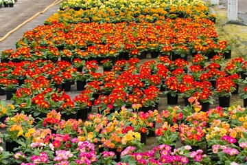 A huge number of spring colorful primroses await buyers in the spring in the greenhouses of the garden center