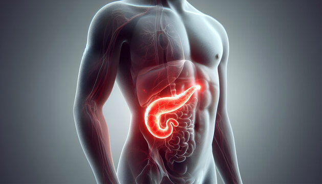 human pancreas anatomy