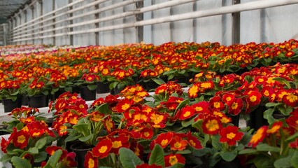 A huge number of spring red primroses with yellow centers await buyers in the spring in the greenhouses of the garden center