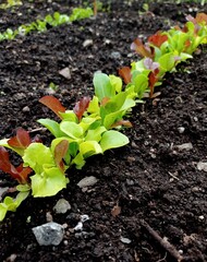 Close up of some young, mixed salad leaves growing in a kitchen garden early in june.