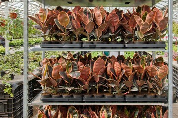 Pots with red-leaved Ficus elastica are displayed in dense rows on a rack in the greenhouse of the garden center