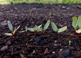 Bunch of little beetroot seedlings growing in a row in a vegetable garden early in june.