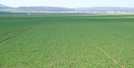 Obraz premium Ackerbau im Frühjahr, Sprießendes Getreide auf dem Acker im März. Ausgehendes grünes Getreide auf einem Feld in der Schweiz, Getreidefeld Anbau
