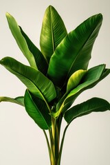 Lush green banana plant with large leaves against a clean background capturing vibrant color and texture for botanical design and tropical themes