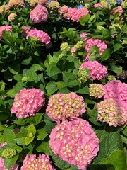 pink and yellow hydrangeas