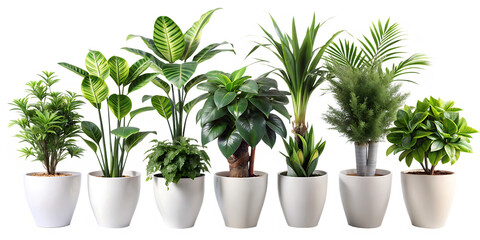 Obraz premium Collection of Houseplants in White Pots Isolated on White Background,