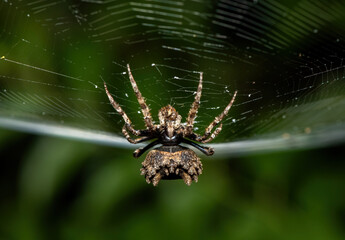 An undescribed species of Poltys orb-web spiders (Poltys sp) in Weenen, KwaZulu-Natal, South Africa