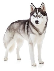 Siberian Husky in Confident Stance &ndash; Detailed Fur Texture on White Background