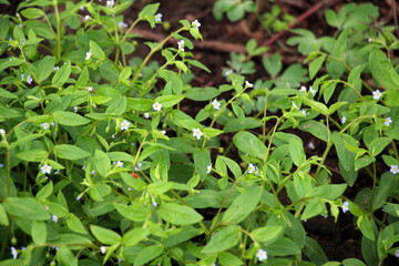 Forget-me-not (Myosotis sparsiflora) blooms in nature