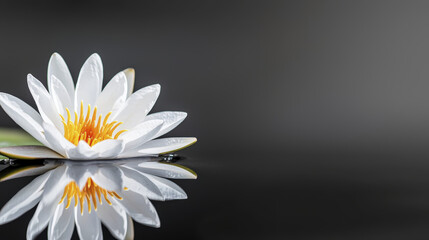 serene white lotus flower reflects beautifully on dark surface, symbolizing tranquility and purity