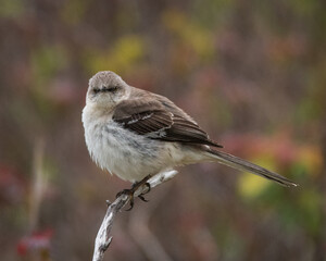 Northern Mockingbird