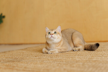 Funny Scottish Fold cat with beautiful big eyes. Beloved kitten playing in the natural atmosphere of home. 