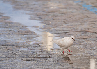 Paloma solitaria en los adoquines con charcos