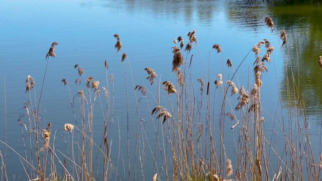 Sunlit reeds sway gently by the edge of a calm lake, their golden hues contrasting with the greenery around, creating a serene and peaceful natural scene under a soft, warm light.