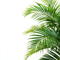 Fototapeta premium Lush green palm fronds against a clean white background creating a tropical and serene botanical scene for design