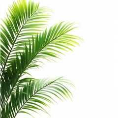 Fototapeta premium Lush Green Palm Fronds Against a Bright White Background Evoking Tropical Serenity and Natural Beauty with Soft Lighting and a Clean Aesthetic