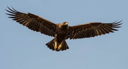 Fototapeta premium Majestic Golden Eagle in Flight: A Stunning Display of Avian Power