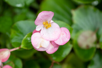 Spring Concept, Close up Blooming Pink Begonia Flowers