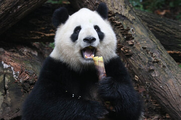 Funny Pose of Fluffy Panda, Miao MIao, Chengdu, China