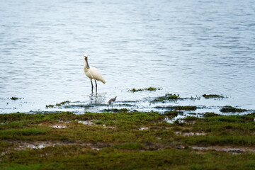 The image shows a Eurasian spoonbill (Platalea leucorodia) standing in shallow water alongside a common sandpiper (Actitis hypoleucos), surrounded by a wetland habitat