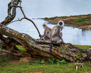 The image features two tufted gray langurs (Semnopithecus priam) sitting on a fallen tree near a body of water. These primates are native to Sri Lanka and known for their distinctive gray fur.