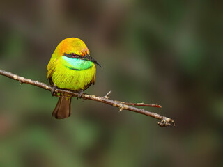 The image features a green bee-eater (Merops orientalis) perched on a thin branch. This vibrant bird is known for its striking green plumage and sharp black beak.