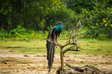 The image features an Indian peafowl (Pavo cristatus) perched on a bare tree branch against a...
