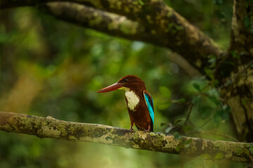 White-throated kingfisher (Halcyon smyrnensis) perched on a mossy branch in Yala National Park,...