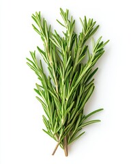 Fototapeta premium Fresh rosemary sprigs on white background showcasing vibrant green leaves and aromatic culinary herb for healthy cooking