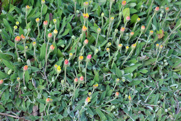 Fototapeta premium Pilosella officinarum, Hieracium pilosella grows in the wild