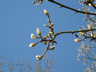 Ein Zweig mit  Knospen