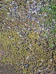 moss and grass on the ground