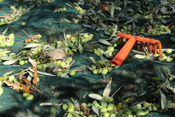 raccolta delle olive e lavoro al frantoio per la produzione dell'olio evo