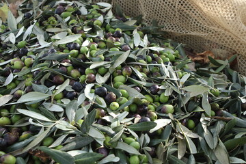 raccolta delle olive e lavoro al frantoio per la produzione dell'olio evo