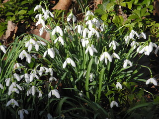 Schneeglöckchen im Garten