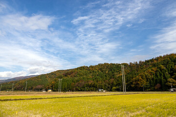 刈り入れが終わった黄金色の田んぼと紅葉した森