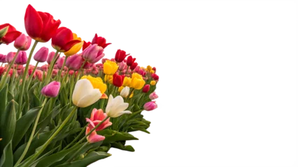 Fototapete pink, red and orange tulip field isolated on white background, PNG. AI Generated  © Shakib
