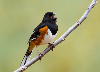 Eastern Towhee