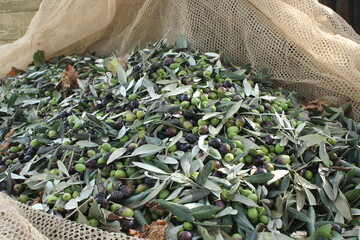 raccolta delle olive e lavoro al frantoio per la produzione dell'olio evo