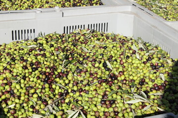 raccolta delle olive e lavoro al frantoio per la produzione dell'olio evo