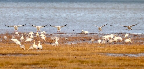Des oies blanches en atterrissage rejoignant leurs semblables sur le rivage
