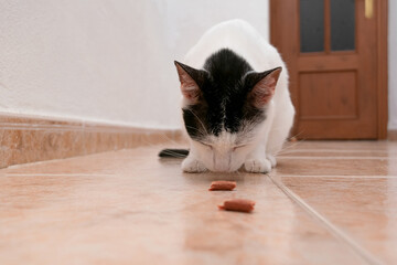 Cat quietly eats at home the edible treat lovingly received from its caregiver.