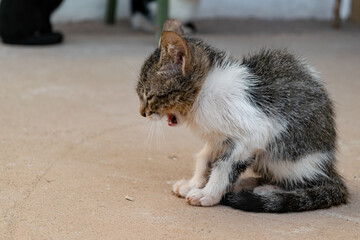 Baby kitten cries fearfully and scared, calling for its mother