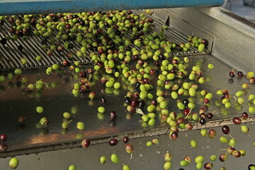 raccolta delle olive e lavoro al frantoio per la produzione dell'olio evo