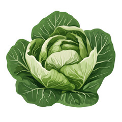 Fototapeta premium Fresh cabbage, natural vegetable