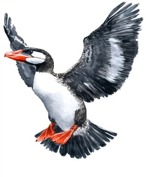 Parakeet Auklet soaring with spread wings, watercolor illustration