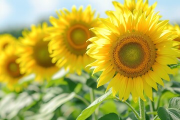 Fototapeta premium Lush and vibrant background showcasing bright sunflowers in full bloom against a clear blue sky.