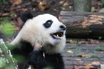 Funny Pose of Fluffy Panda, Chengdu, China